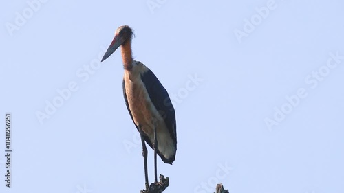 Lesser Adjutant Stork Perched on Tree Branch in Chitwan National Park, Nepal