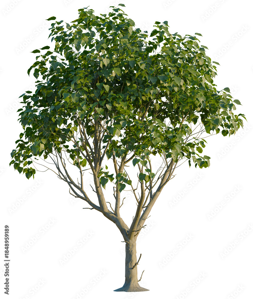 Obraz premium Catalpa speciosa tree, front view, cutout, 4K PNG, isolate, Lush green tree with dense foliage on transparent background