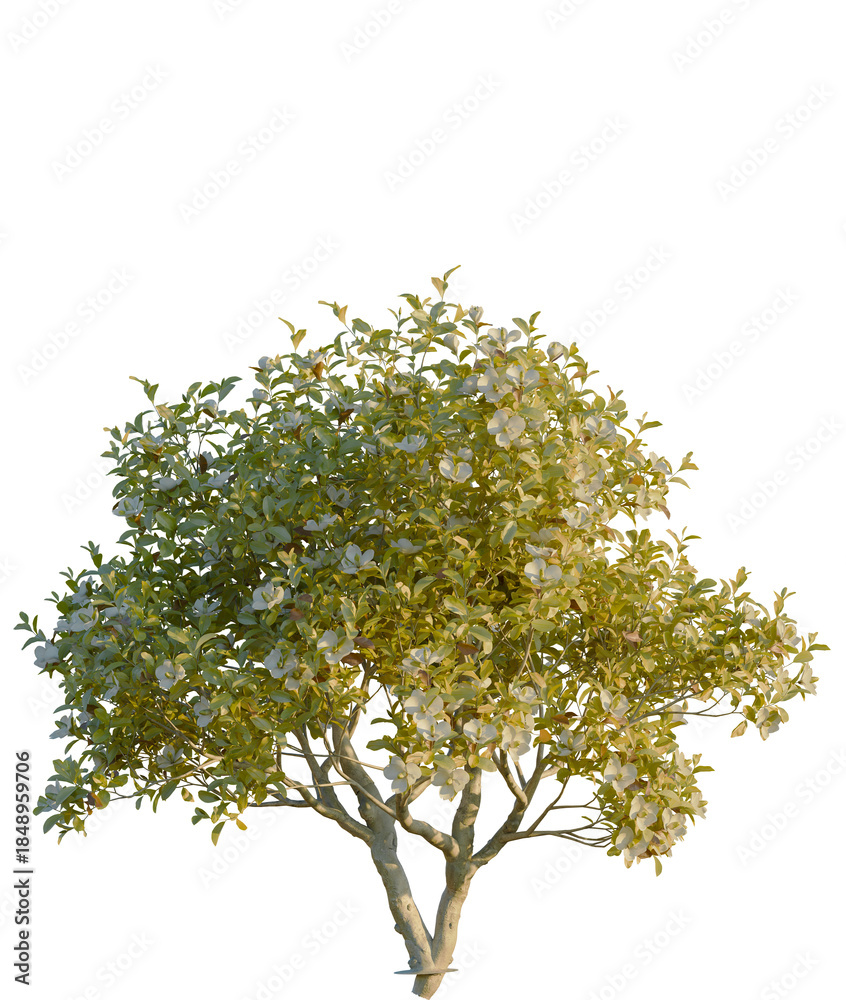 Obraz premium Magnolia grandiflora tree, front view, cutout, 4K PNG, isolate, Beautiful tree with lush green leaves on transparent background