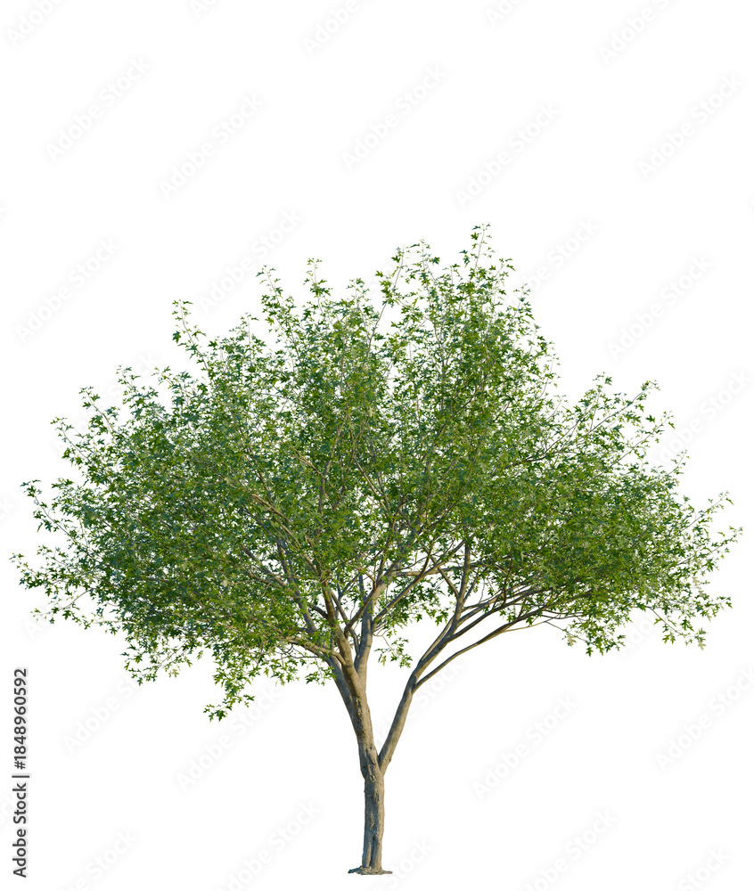 Obraz premium Quercus palustris tree, front view, cutout, 4K PNG, isolate, Lush green tree with vibrant leaves on transparent background