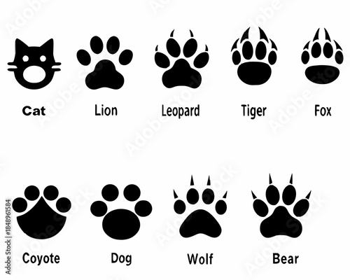 Animal paw prints a comparative illustration of various species footprints