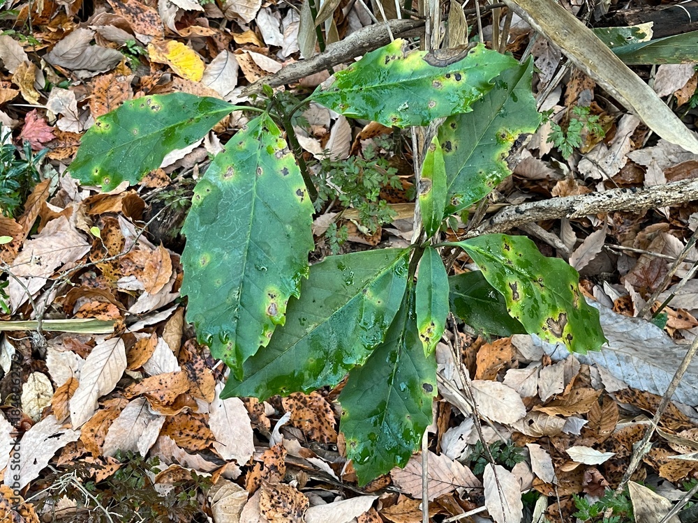 Naklejka premium 冬の林床で多く見かける、青々とした葉をもつアオキ。落