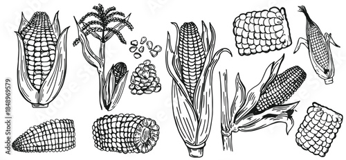 Hand drawn vintage corn illustration created in classic engraved sketch style. Detailed maize plant with leaves and cob, ideal for agricultural designs, food packaging, organic branding, labels, 