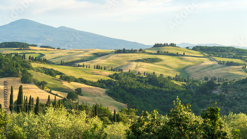 View of rolling green and golden hills dotted with cypress trees, creating a vibrant tapestry under a clear sky, evoking the serene beauty of the Tuscan countryside, Montepulciano, Tuscany, Italy.
