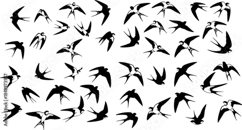 Collection of small white bird silhouettes in various flight poses against a solid black background