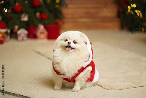 Cute Pomeranian dog wearing a Santa costume sits on the floor near a Christmas tree, cozy festive home atmosphere.