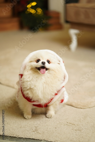 Cute Pomeranian dog wearing a Santa costume sits on the floor near a Christmas tree, cozy festive home atmosphere.