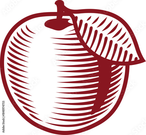 Stylized red apple with stem and leaf etched illustration