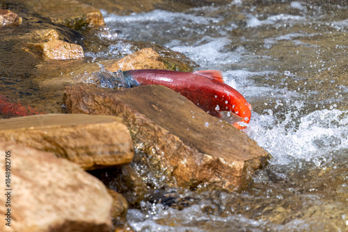 Sockeye Salmon Battling Upstream During Spawning Migration
