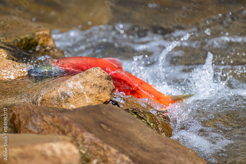 Sockeye Salmon Battling Upstream During Spawning Migration