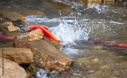 Sockeye Salmon Battling Upstream During Spawning Migration