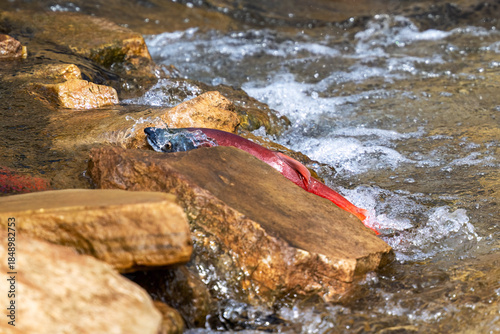 Sockeye Salmon Battling Upstream During Spawning Migration