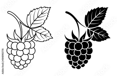 Black and white of blackberries with leaves in outline style fruit leaf