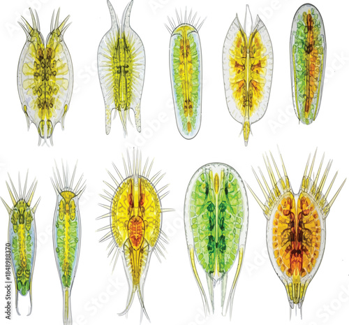 microscopic view of various daphnia species showcasing intricate internal structures and diverse morphological forms under high magnification