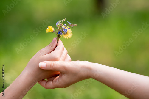 Close-up of child's hand holding out bouquet of wild flowers to woman on green summer meadow, symbolizing love, care and connection in nature