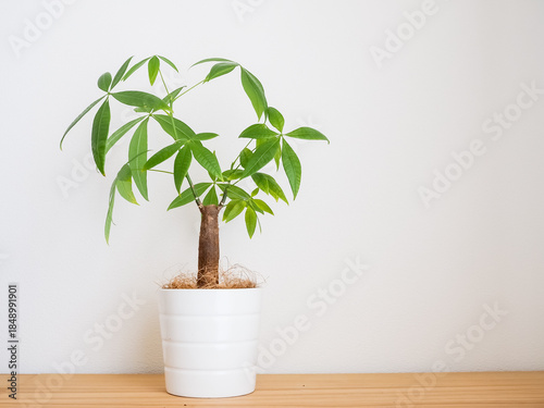 部屋に置かれたパキラの鉢植え