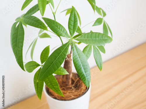 部屋に置かれたパキラの鉢植え