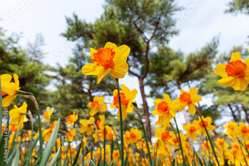 スイセンの咲く頃