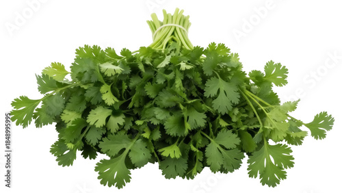 Photos Isolated bunch of fresh green cilantro or coriander herb, a popular culinary ing