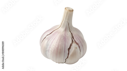 Isolated bulb of garlic, a pungent aromatic flavor enhancer and a healthy natural ingredient