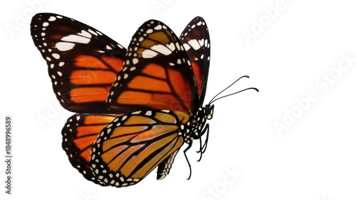 Tableau sur toile Isolated Monarch butterfly perching with spread wings in vibrant orange and blac