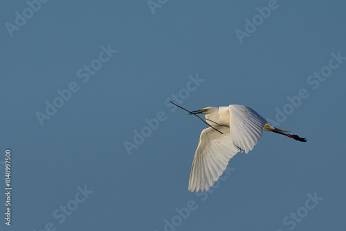 Great White Egret (Ardea alba) flying over reedbeds of the Somerset Levels in Somerset, United Kingdom.