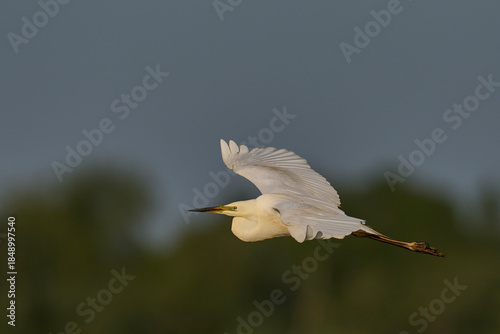 Great White Egret (Ardea alba) flying over reedbeds of the Somerset Levels in Somerset, United Kingdom.