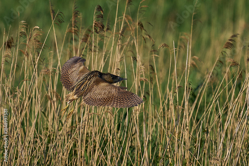 Bittern (Botaurus Stellaris) landing in a reedbed on the Somerset Levels in Somerset, United Kingdom.