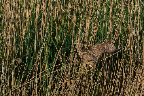 Bittern (Botaurus Stellaris) landing in a reedbed on the Somerset Levels in Somerset, United Kingdom.