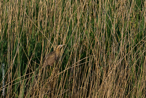 Bittern (Botaurus Stellaris) perched on reeds in a reedbed on the Somerset Levels in Somerset, United Kingdom.