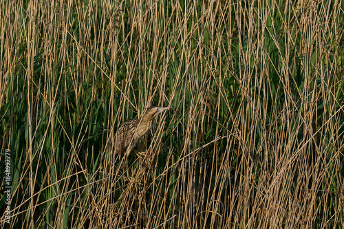 Bittern (Botaurus Stellaris) perched on reeds in a reedbed on the Somerset Levels in Somerset, United Kingdom.