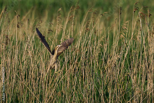 Bittern (Botaurus Stellaris) taking off from a reedbed on the Somerset Levels in Somerset, United Kingdom.