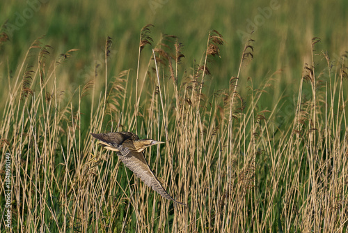 Bittern (Botaurus Stellaris) taking off from a reedbed on the Somerset Levels in Somerset, United Kingdom.