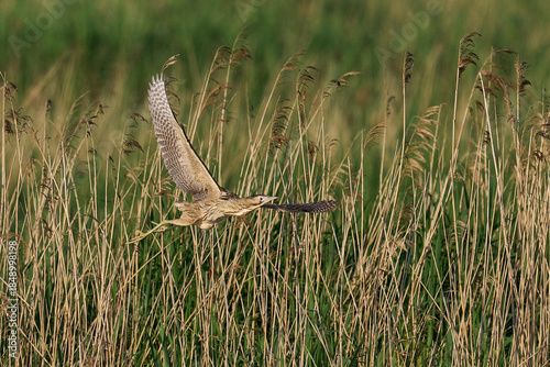 Bittern (Botaurus Stellaris) taking off from a reedbed on the Somerset Levels in Somerset, United Kingdom.