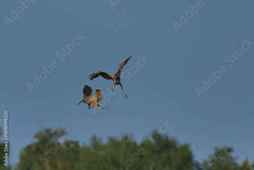 Two Bittern (Botaurus Stellaris) squabbling whilst flying over the reedbeds of the Somerset Levels in Somerset, United Kingdom.