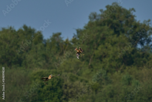 Two Bittern (Botaurus Stellaris) squabbling whilst flying over the reedbeds of the Somerset Levels in Somerset, United Kingdom.