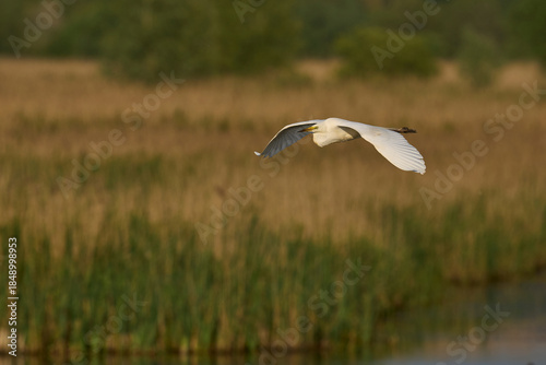 Great White Egret (Ardea alba) flying over reedbeds of the Somerset Levels in Somerset, United Kingdom.