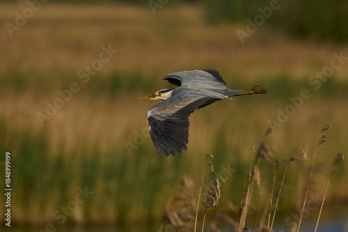 Grey Heron (Ardea cinerea) flying over a reedbed on the Somerset Levels, Somerset, United Kingdom.