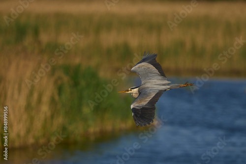 Grey Heron (Ardea cinerea) flying over a reedbed on the Somerset Levels, Somerset, United Kingdom.