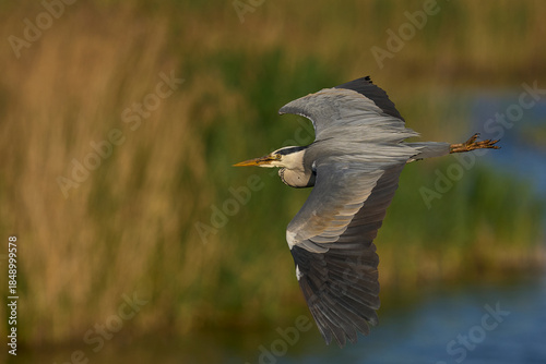 Grey Heron (Ardea cinerea) flying over a reedbed on the Somerset Levels, Somerset, United Kingdom.