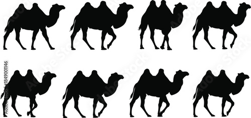 Set of Eight Black Camel Silhouettes in Different Poses, Desert Animal and Wildlife Vector Illustration Collection, Safari or Travel Graphic, Isolated on White.