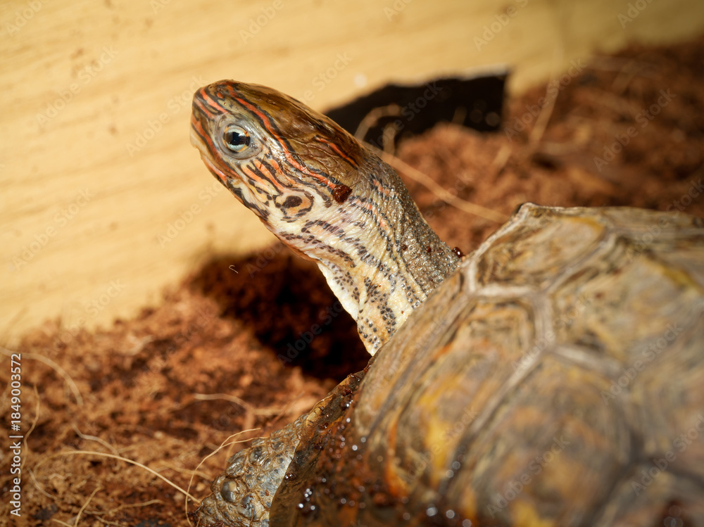 Obraz premium Tortue peinte d’Amérique centrale – Rhinoclemmys pulcherrima manni, tortue terrestre non venimeuse en terrarium