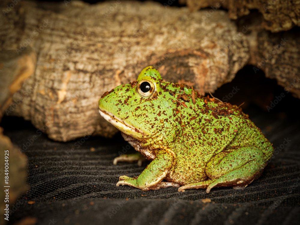 Obraz premium Grenouille cornue de Cranwell en terrarium – Ceratophrys cranwelli, amphibien tropical d’élevage en captivité