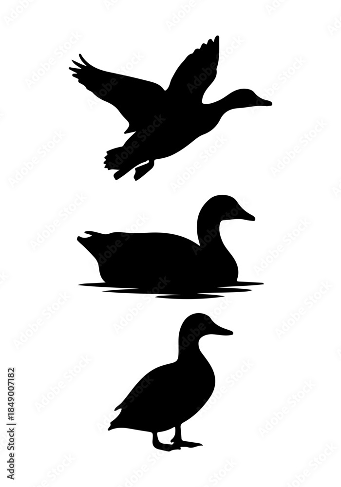 Fototapeta premium Wild duck fly vector, duck animal silhouette, duck art, duck vector design, duck silhouette isolated on white