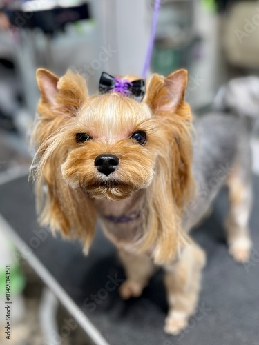 A Yorkshire Terrier dog with a black bow and a purple spider after a haircut and bath stands on a grooming table. Pet hygiene. Asian style dog muzzle trimming.