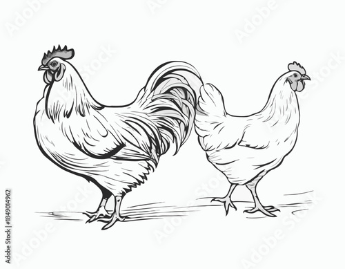 rooster; chicken; hen in illustration in brush stroke painting,