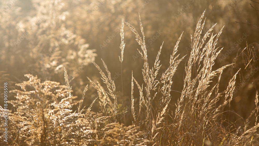 Fototapeta premium meadow grass in the rays of the sun