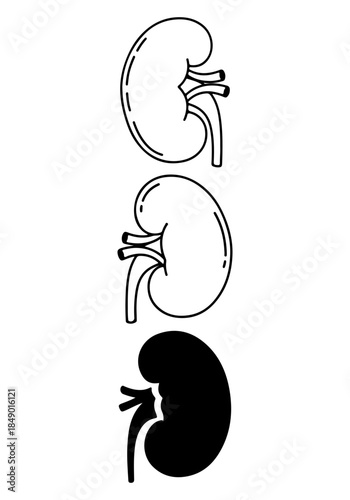 Kidney vector, vector of kidney art, kidney silhouette, creative kidney design