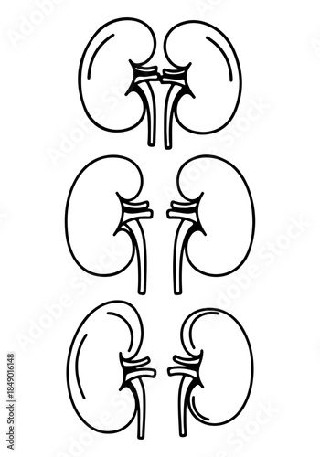 Kidney vector, vector of kidney art, kidney silhouette, creative kidney design