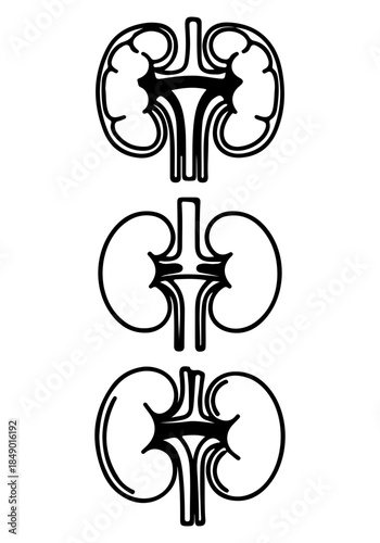 Kidney vector, vector of kidney art, kidney silhouette, creative kidney human organs design